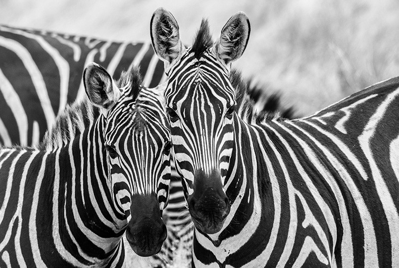 Zebras